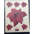 Heat Transfer Iron on Decal set of 6 poinsettia...