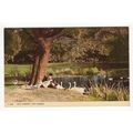 The Lakeside Kew Gardens Postcard 4668