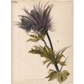 ERYNGIUM ALPINUM - SEA HOLLIES 1894 Henry Georg...