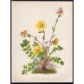 GEUMS 1894 M. Courtney - Guillaume Severeyns CH...
