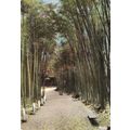 Postcard Giant Bamboo, Anduze, Gard, France