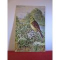 YELLOWHAMMER by George Rankin unused postcard b...
