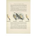 Moloch Lizard, Animal Book Illustration (Print)...