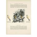 Western Crowned Pigeon, Animal Book Illustratio...