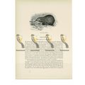 Long Beaked Echidna, Animal Book Illustration (...