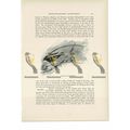 Albertis Bird of Paradise, Animal Book Illustra...
