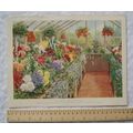 1939 Amateur Gardening illustration - Gay Inter...