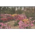 Azaleas, Summerville, South Carolina, c.1910s -...