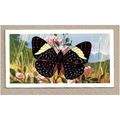 1964 Brooke Bond BUTTERFLIES OF THE WORLD Tea c...