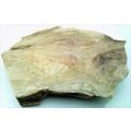Petrified Wood 7 Natural Gemstone Slab Lapidary...