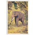 Indian Elephant Art Postcard 1943 A & C Black