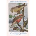 Parrot Crossbill Loxia Pytyopsittacus WW2 Bird ...