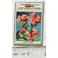 old Matchbox Front - Alpine Roses - Alpine Flow...