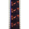 Dracula . Pk AA - A020t. 1 STRIP OF 10 - 35MM F...