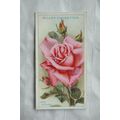 1926 Wills Roses No. 23 Lady Ashtown