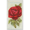 1926 Wills Roses No. 20 J. B. Clark
