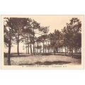 33 - Andernos-les-Bains - LES QUINCONCES