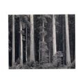 REDWOODS, BULL CREEK FLAT. CALIFORNIA unused po...