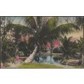 Coconut Palms, Florida, 1937 - Sunny Scenes Pos...