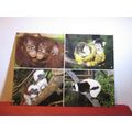 multiview, THE ZOO & GARDENS, MELBOURNE, VICTOR...
