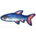 12" Tropical Shiner