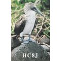 The Galapagos Islands Bird Pacific Ocean Amateu...