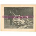 Flamingoes at London Zoo, Victorian Natural His...