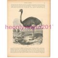 Ostrich, Victorian Natural History Book Illustr...