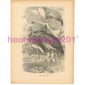 Shoe-Billed Stork, Victorian Natural History Bo...