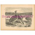 Great Bustard, Victorian Natural History Book I...