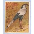 Tobacco Card ~ Company: American Tobacco Compan...