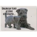 Cat With Hungary Hungarian Bulldog Dog Love Rom...