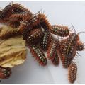 100 Armadillidium Klugii Clown Isopods Medium, ...
