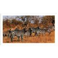 PLAYER'S GRANDEE CIGAR CARD AFRICAN WILDLIFE 19...