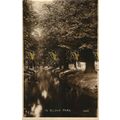In Bushy Park, Richmond, London, RP 2433, Postcard