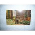 4 Vintage Redwood Forest area Postcards. Califo...