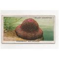 1938 WILLS Cigarette card The Sea-Shore A serie...