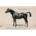 Hussein II La France Chevaline 1907 Race Horse ...