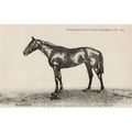 Incertaine La France Chevaline 1909 Race Horse ...