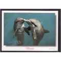 AMERICAN POST CARD - THE DOLPHINS WELCOME EVERY...