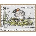 Little Grebe 14429