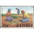 ZAMBIA, Harvesting groundnuts, brown 1975, 20n