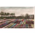 Vintage PC 1936 - A Spalding Hyacinth Field Gro...