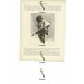 Tartar Of The Northern Caucasus, Book Illustrat...