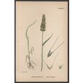 ANNUAL BEARD-GRASS 1872 John Edward Sowerby PLA...