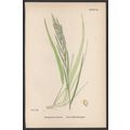 BARREN FALSE-BROME-GRASS 1872 John Edward Sower...