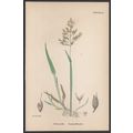 CREEPING SOFT-GRASS 1872 John Edward Sowerby PL...