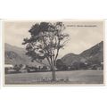 Gelert's Grave Beddgelert Postcard
