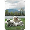 308: The Family 'Patou.' Dog of the Pyrenees.