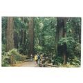 MUIR WOODS NATIONAL MONUMENT LOOP TRAIL, CALIFO...